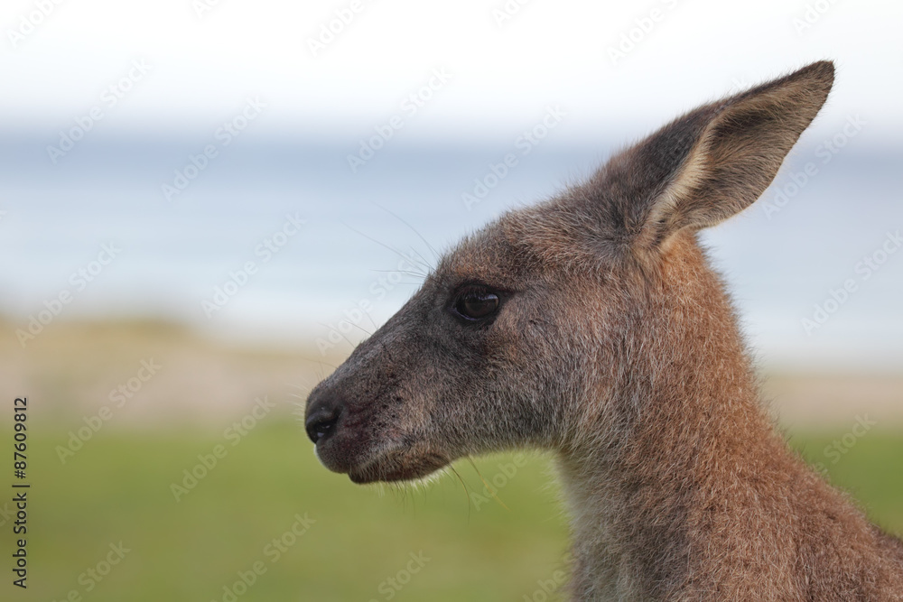 Östliches Graues Riesenkänguru (Macropus giganteus) Östliches Graues Riesenkänguru (Macropus giganteus)