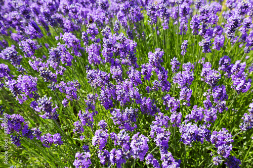 Fototapeta Naklejka Na Ścianę i Meble -  Lavender flowers
