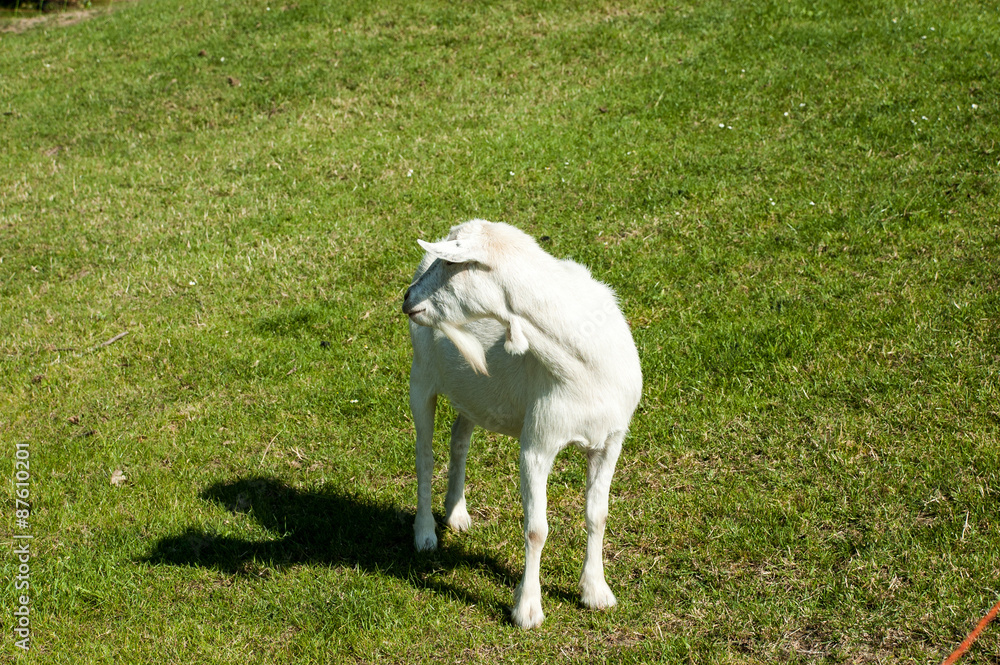 Obraz premium White goat on a meadow