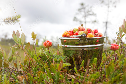 Cloudberry in the bucket