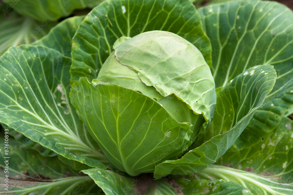 head of cabbage head of cabbage