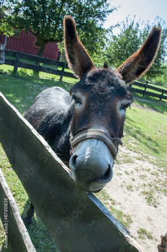 Friendly donkey at farm © gabort