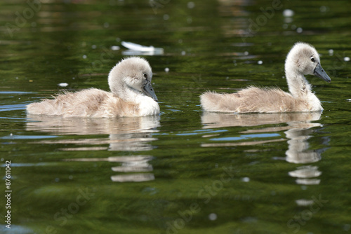 Mute Swan - nestlings © Maciej Olszewski