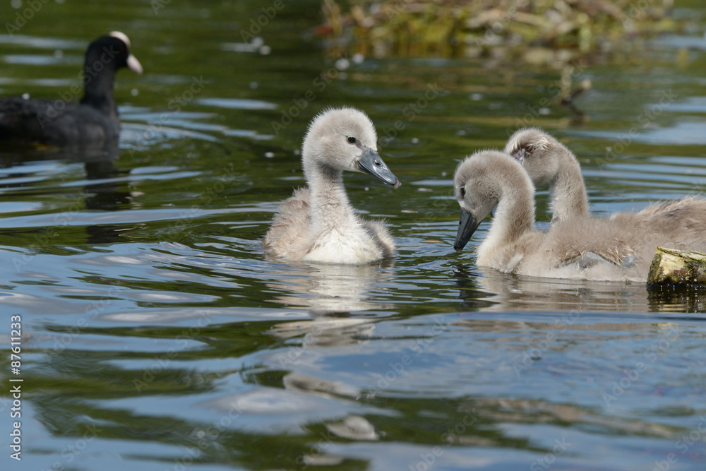 Mute Swan - nestlings