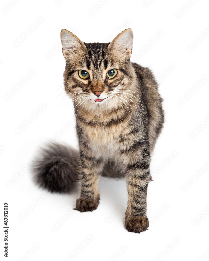 Young Maine Coon Tabby Cat