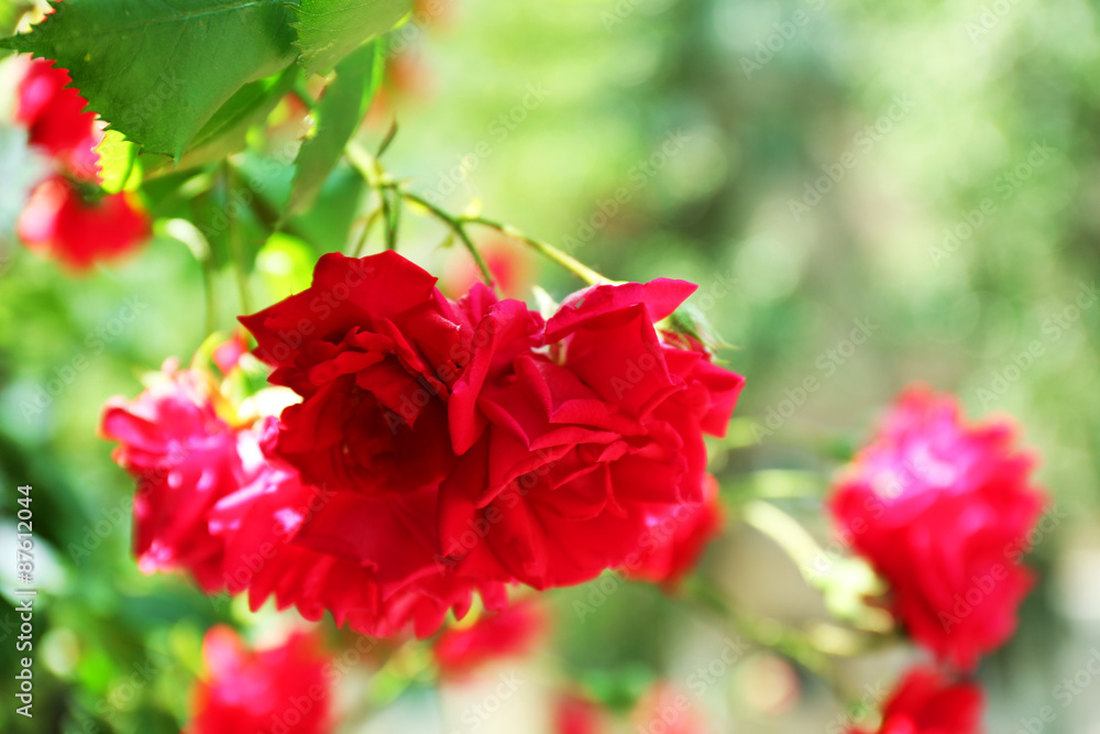 Fototapeta premium Beautiful pink roses over green leaves background