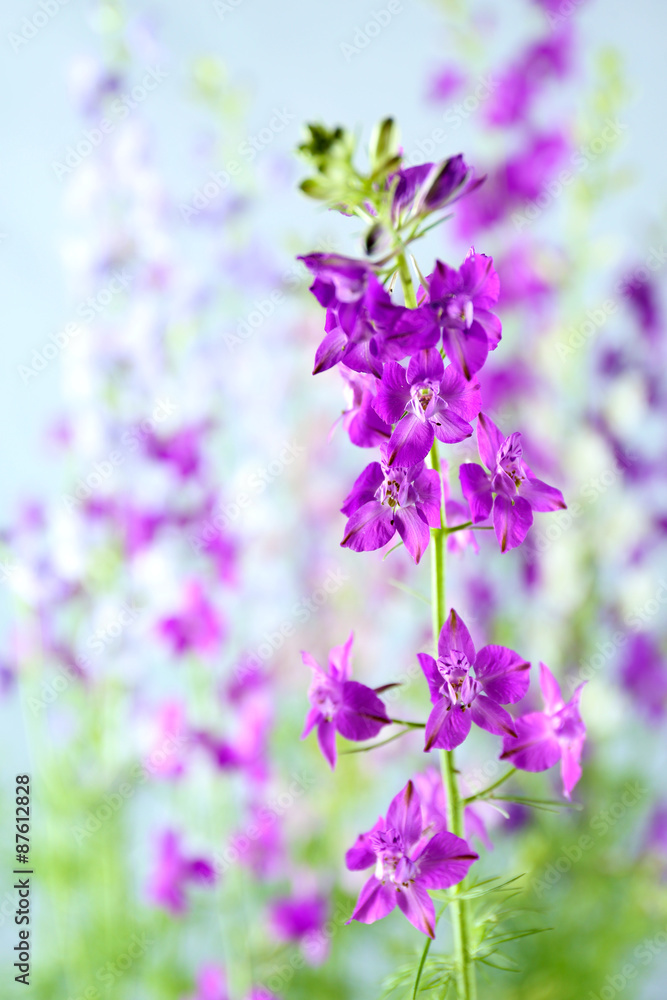 Naklejka premium Closeup of beautiful purple flowers