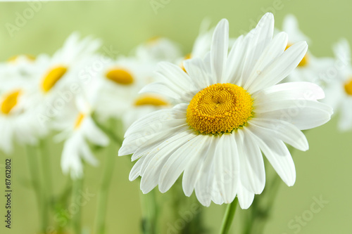 Closeup of beautiful chamomile flowers