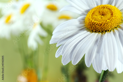 Closeup of beautiful chamomile flowers