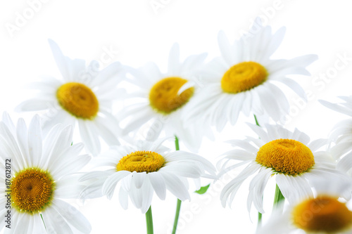 Closeup of beautiful chamomile flowers