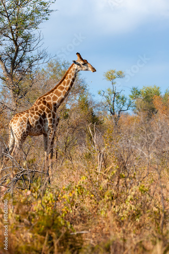 Female giraffe stands in the african bush