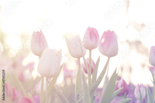 pink tulips close up blooming in spring garden with sun flare background, morning sunlight