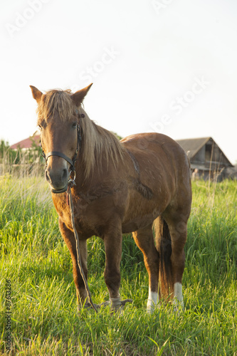 Horse outdoors in a field