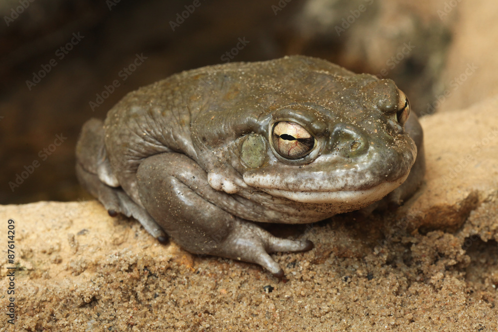 Obraz premium Colorado river toad (Incilius alvarius).