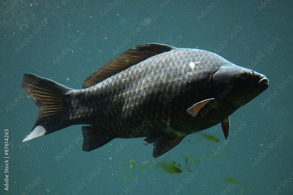 Wild common carp (Cyprinus carpio) Wild common carp (Cyprinus carpio)