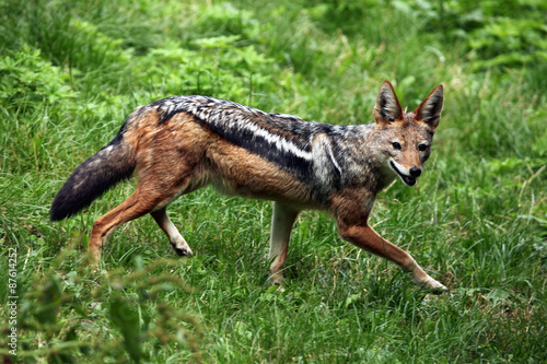 Black-backed jackal (Canis mesomelas).