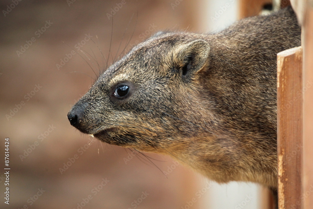 Rock hyrax (Procavia capensis). Rock hyrax (Procavia capensis).