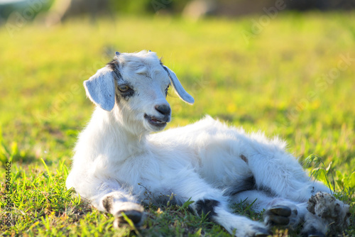 Fototapeta Naklejka Na Ścianę i Meble -  little newborn lamb in springtime resting