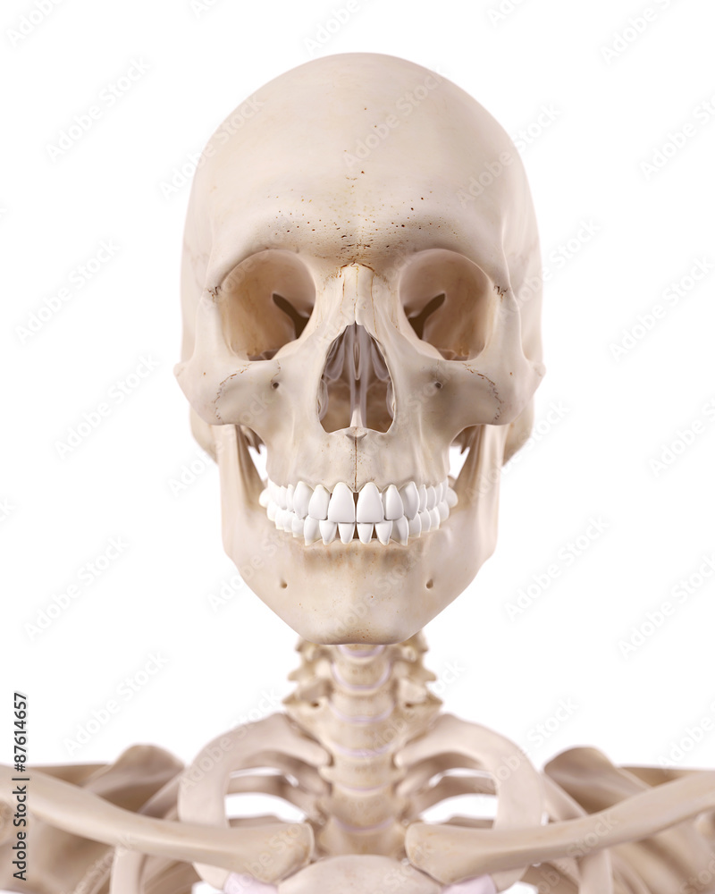 medically accurate illustration of the cervical spine and skull medically accurate illustration of the cervical spine and skull