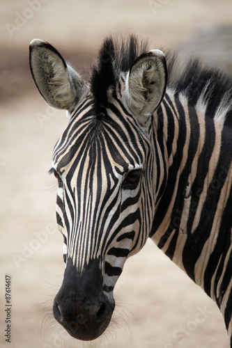 Chapman s zebra  Equus quagga chapmani .