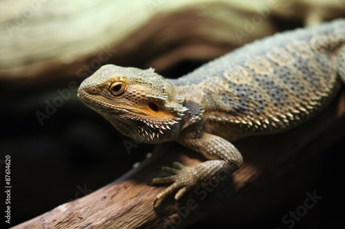 Central bearded dragon (Pogona vitticeps). © Vladimir Wrangel