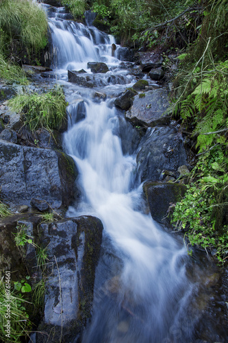 Mountain forest stream