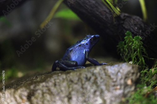 Blue poison dart frog (Dentrobates azureus). photo