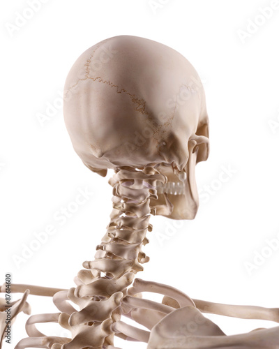 medically accurate illustration of the cervical spine and skull