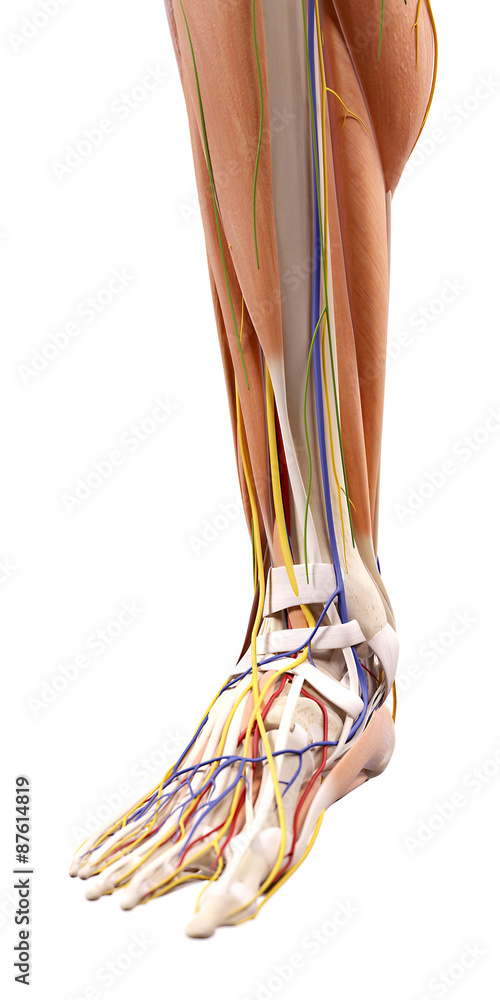medically accurate illustration of the foot anatomy medically accurate illustration of the foot anatomy