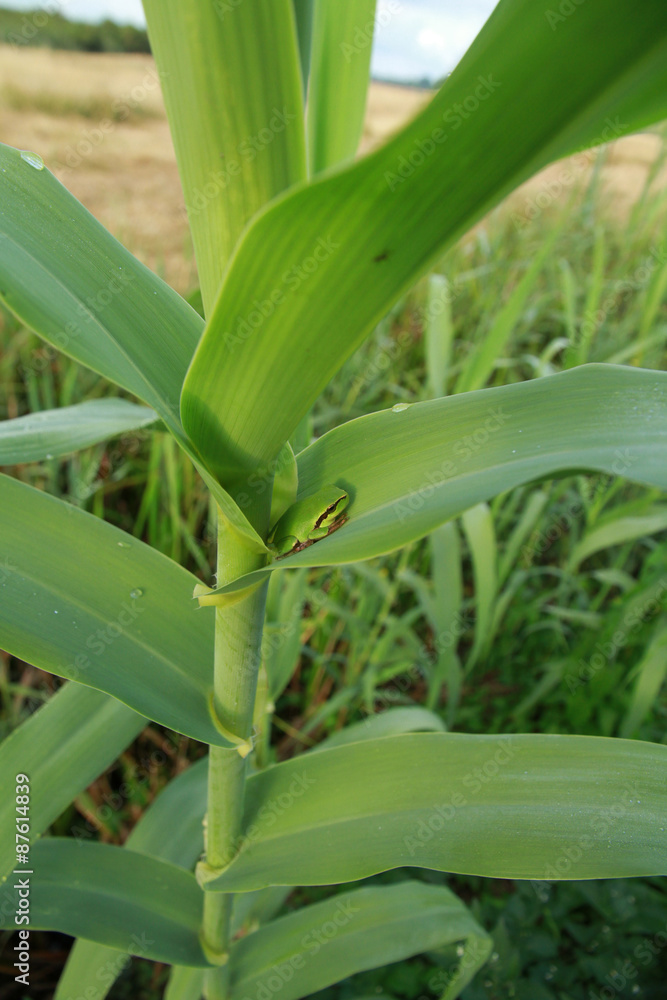 Obraz premium rainette méridionale