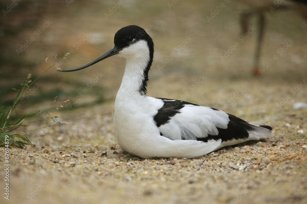 Pied avocet (Recurvirostra avosetta). Pied avocet (Recurvirostra avosetta).