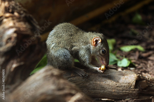 Northern treeshrew (Tupaia belangeri). photo