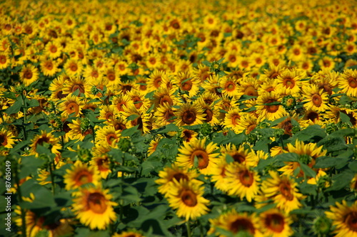 Foto Campo di Girasoli
