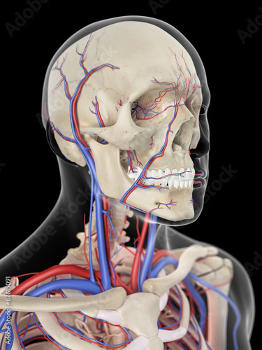 medically accurate illustration of the veins and arteries of the head photo