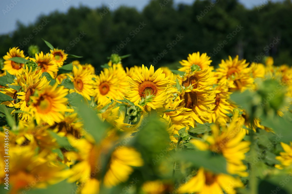 Fototapeta premium Campo di Girasoli