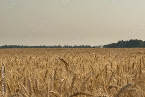 Поле пшеницы