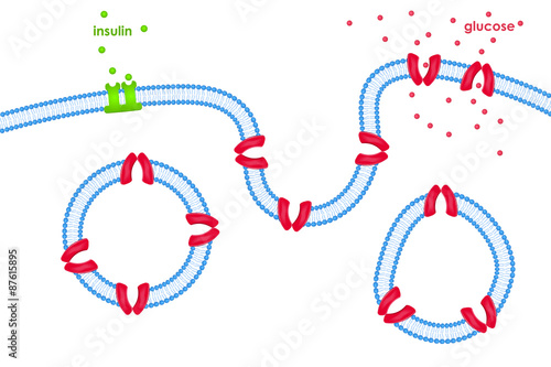 Glucose transport through cell membrane via transporters
