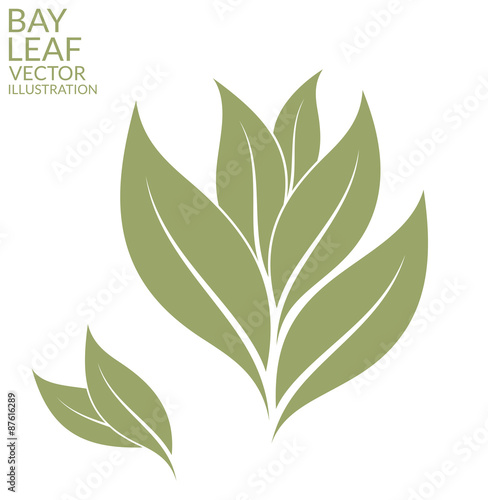 Bay leaf