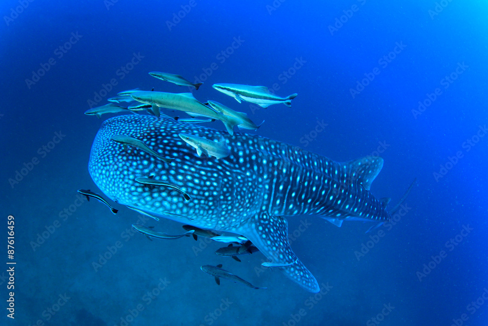 Naklejka premium Whale Shark