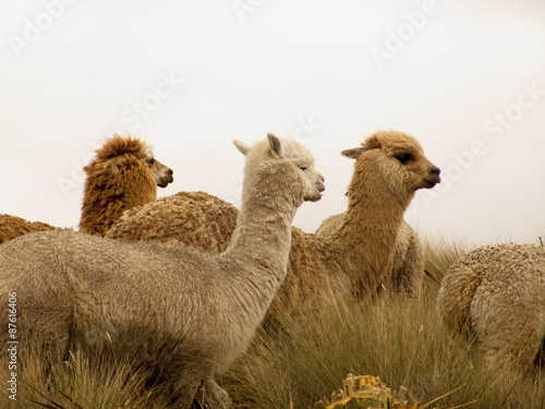 Llamas o lamas en los páramos Andinos de Azogues, Ecuador photo