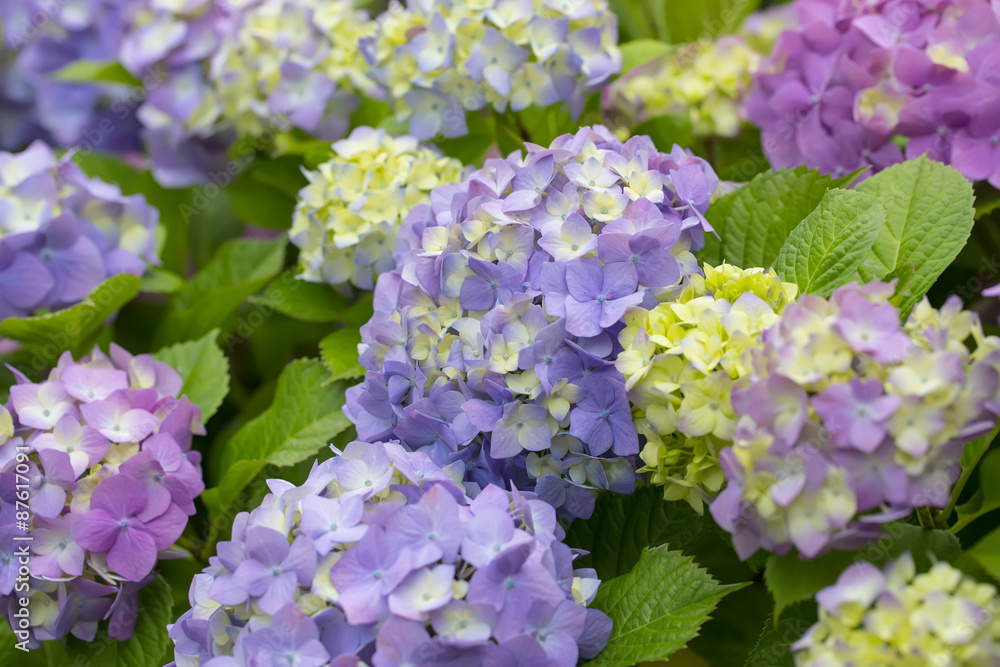 Hydrangea flowers in a garden Hydrangea flowers in a garden