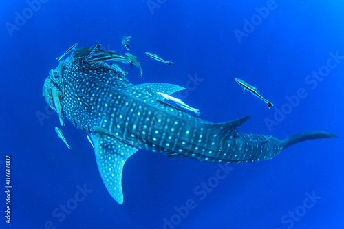 Whale Shark