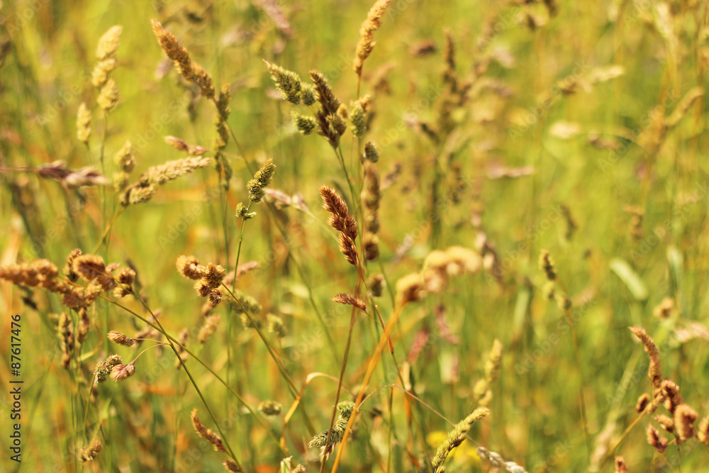 meadow, ears, summer background
meadow, ears, summer background