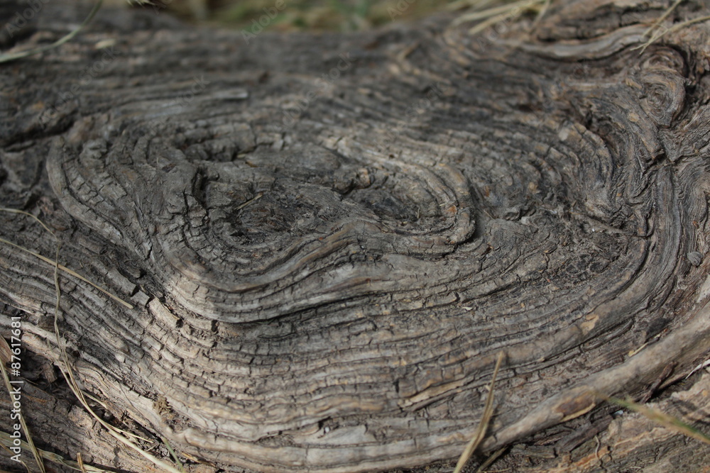 Details of above ground root of an old tree. Details of above ground root of an old tree.