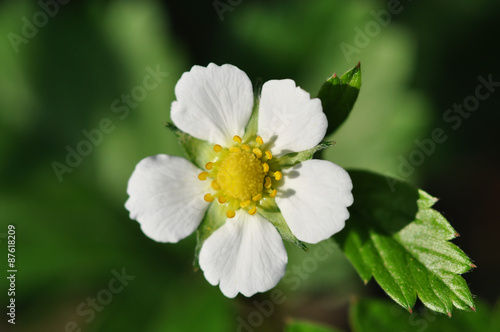 Wild strawberry blossoming - macro shot of a flower