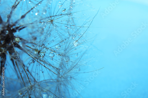 Beautiful dandelion with water drops on blue background
