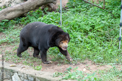 Sun Bear