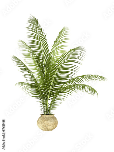 palm plant photo