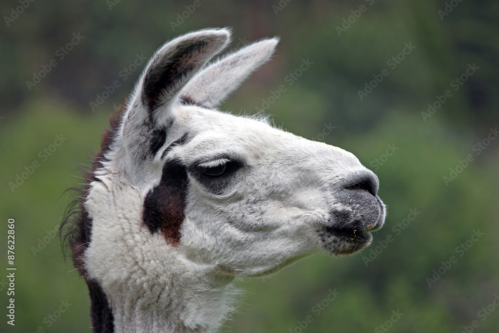 Closeup of a White Llama in Profile