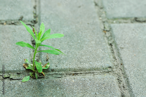 Plant growing through pavement photo